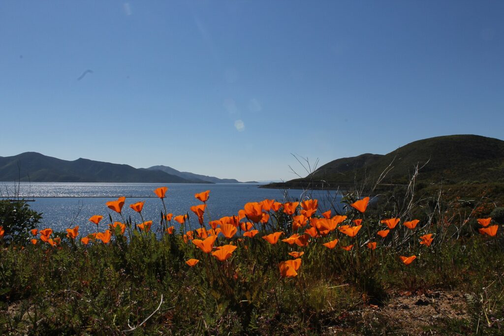 Diamond Valley Lake in Hemet with California poppies in the foreground