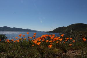 Diamond Valley Lake in Hemet with California poppies in the foreground