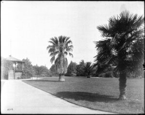 Historic view of palm trees and a gazebo at A.T. White Park in Riverside