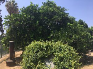 Parent Navel Orange Tree in Riverside California