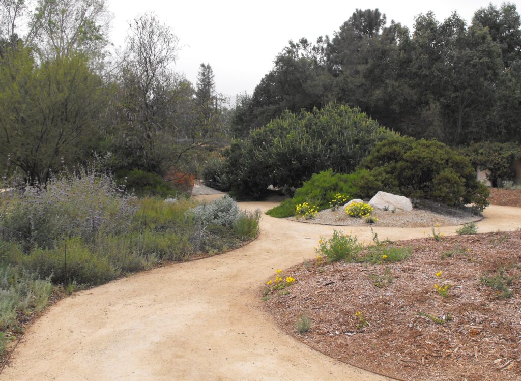 Native garden landscape at California Botanic Garden in Claremont