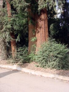 Sequoia trees in Prospect Park in Redlands