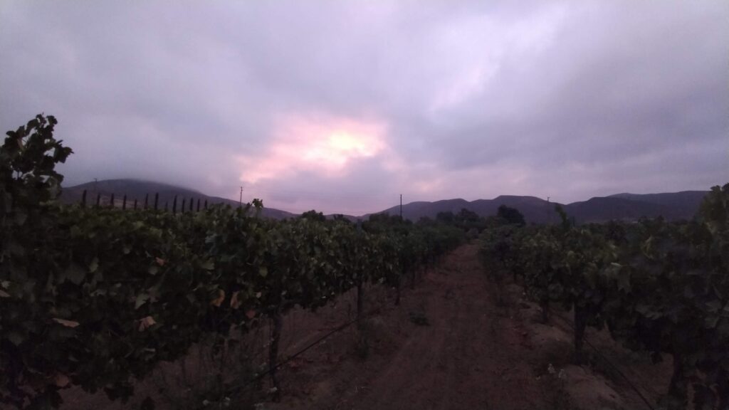 Temecula Valley vines used as wine-country context for Bolero Restaurante at Europa Village