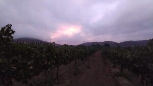 Temecula Valley vines used as wine-country context for Bolero Restaurante at Europa Village