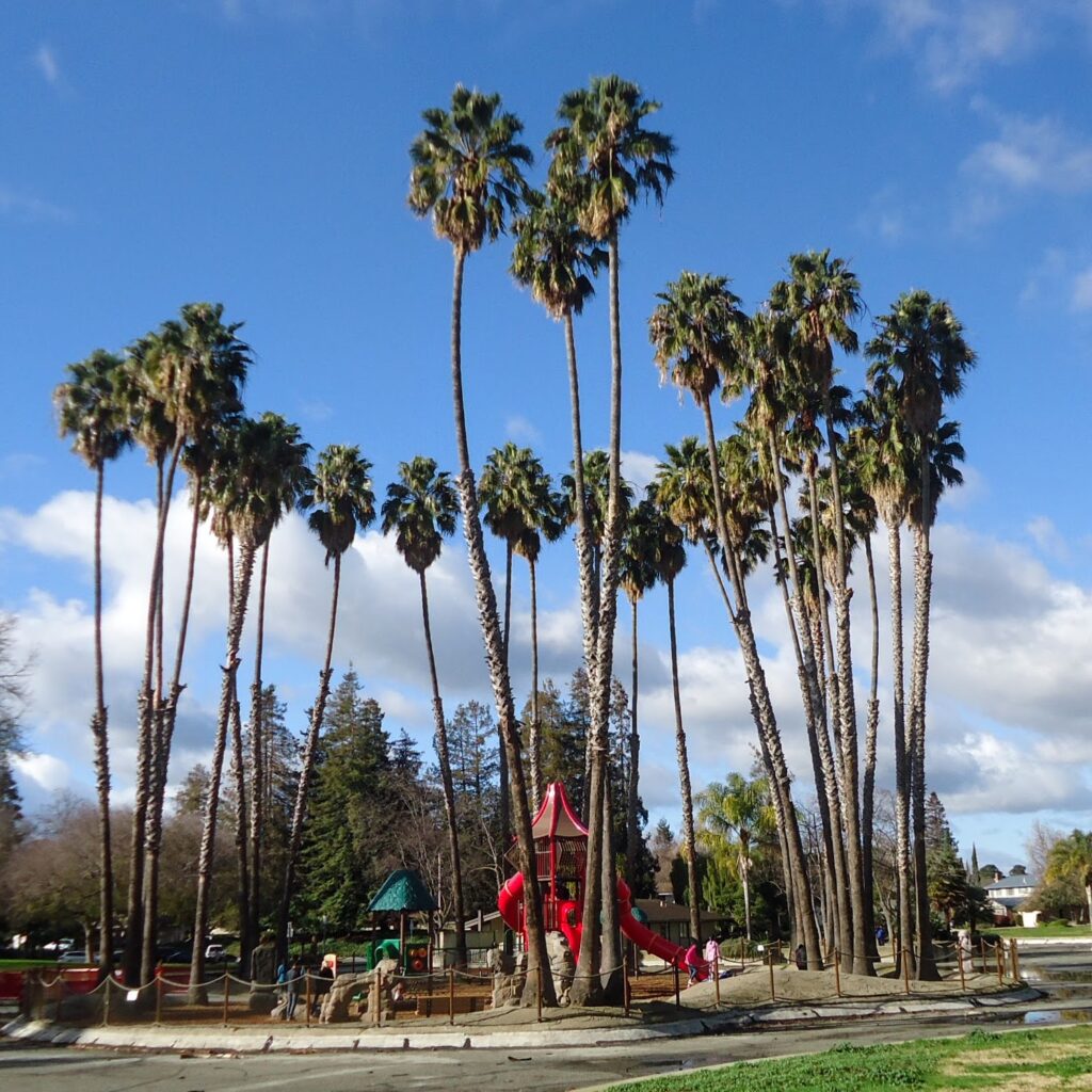 Trees in a Public Park, used as a representative image for Wildomar Library in Wildomar