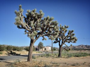 City context image for Yucca Valley CFM in Yucca Valley, California