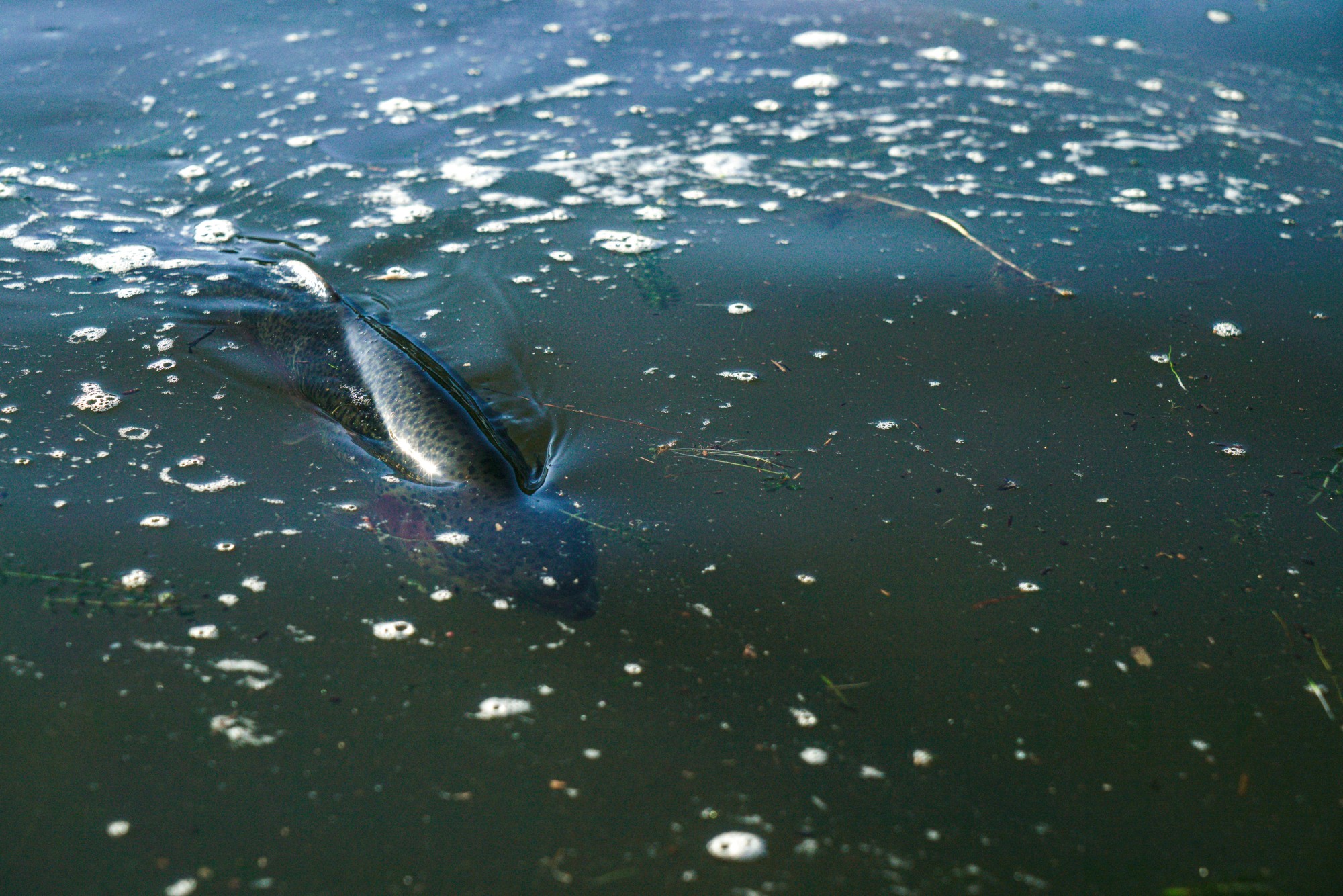 Fishing at Lake Gregory