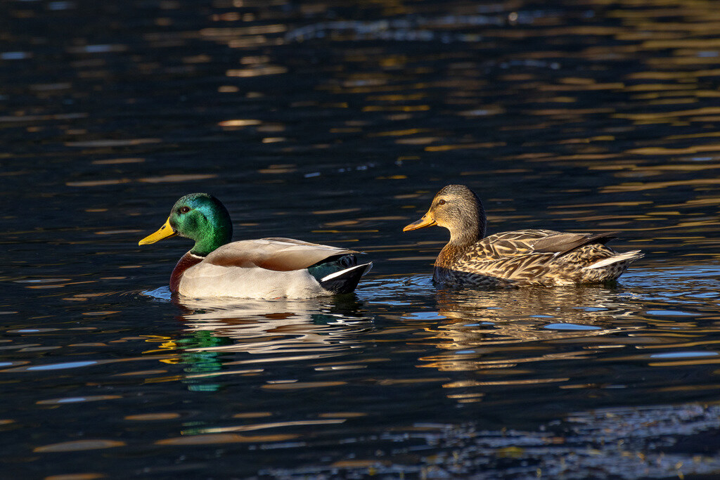 Ducks on Silverwood Lake