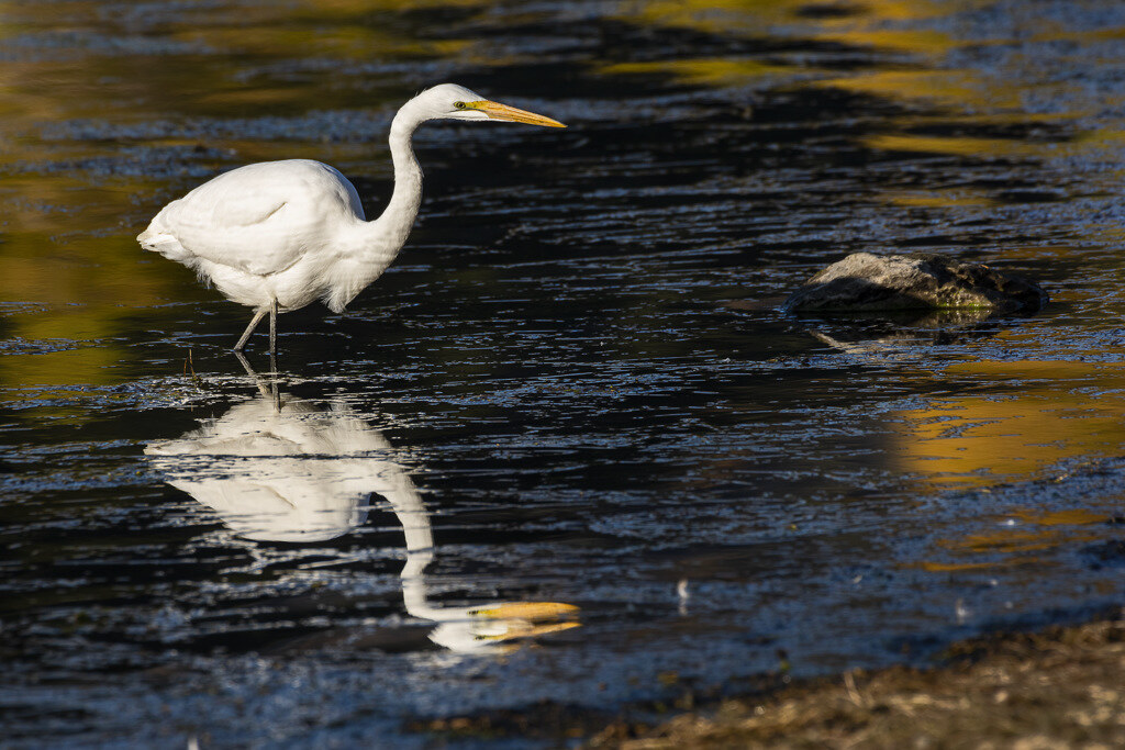 Egret in the water at Silverwood Lake