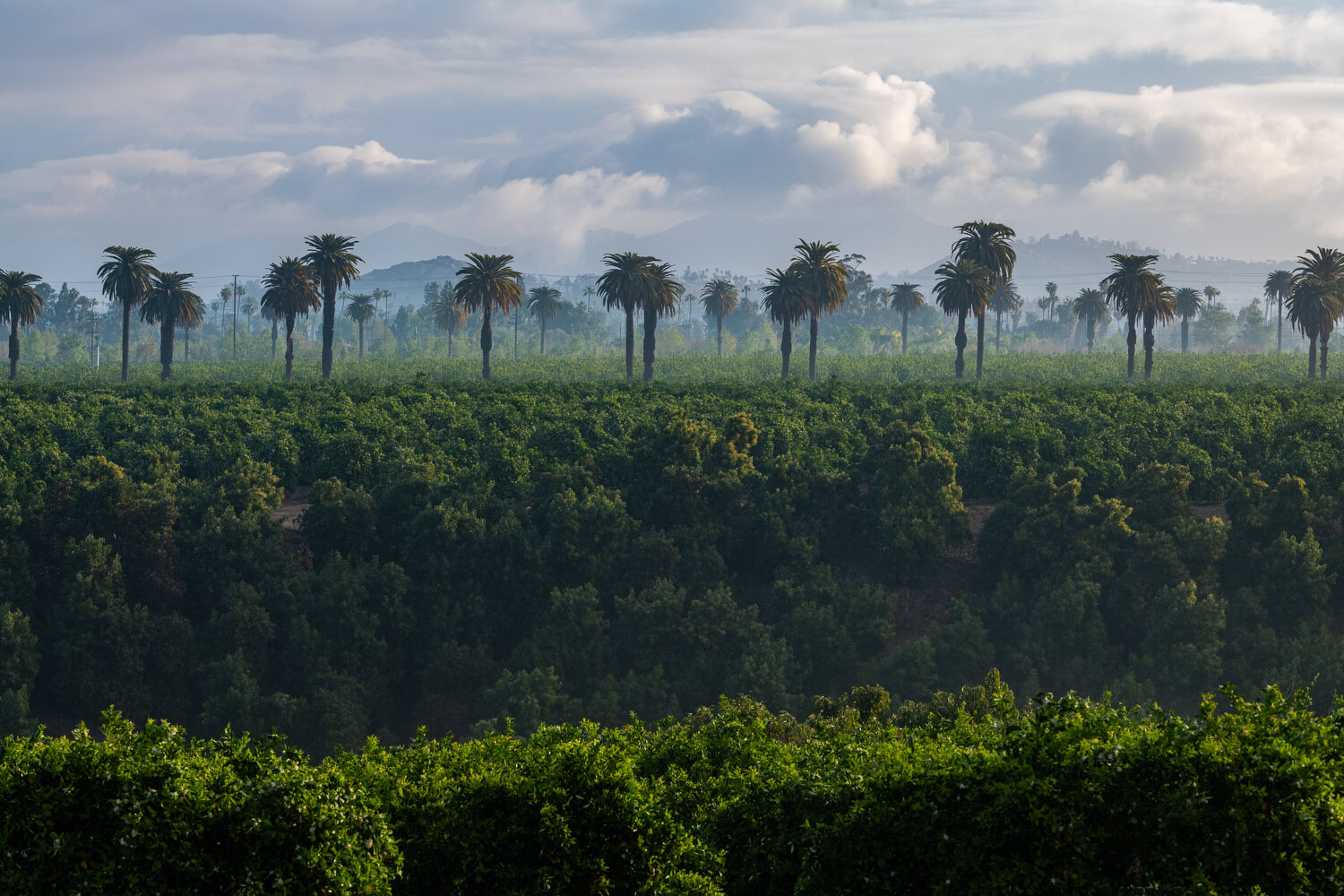 Citrus groves at California Citrus State Historic Park