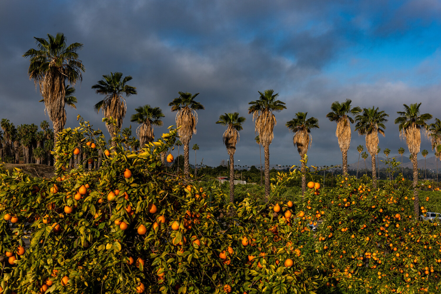 Fruiting citrus trees at California Citrus State Historic Park
